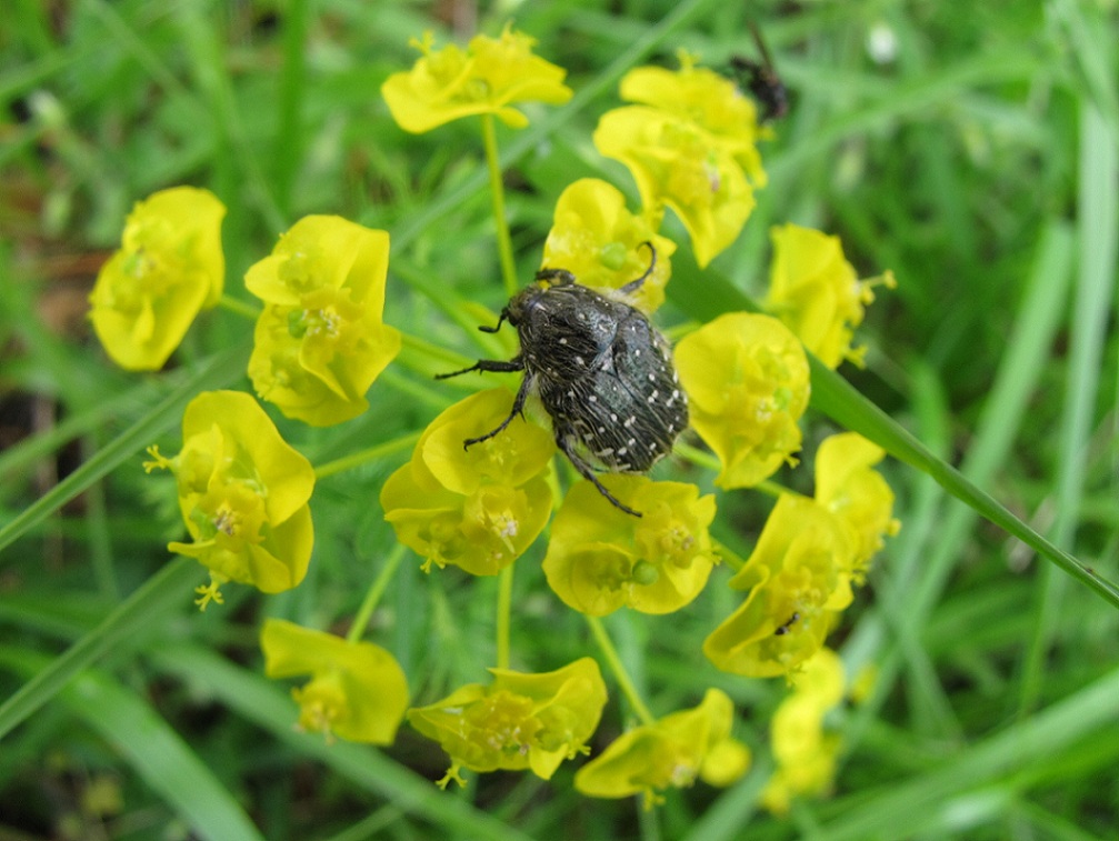 Un insetto a pois: Oxythyrea funesta